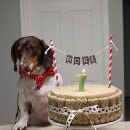 Moki with his dog friendly birthday cake!